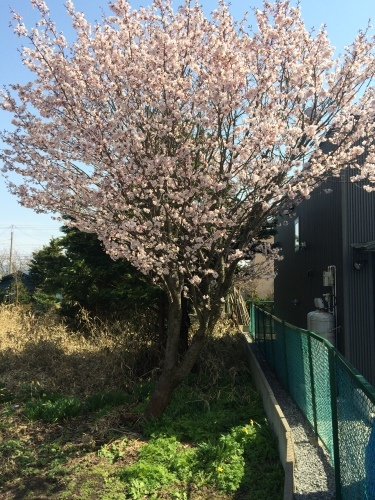 桜の季節です。_f0326409_17350861.jpg