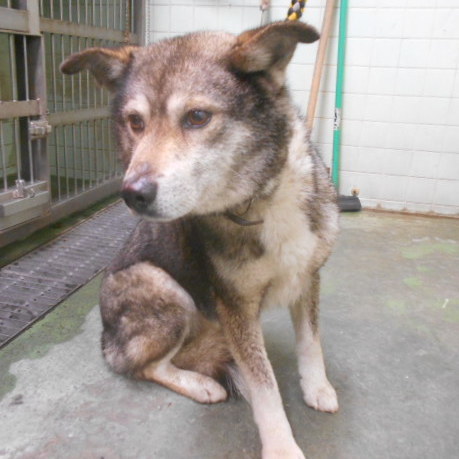 4月26日(日）広島市動物管理センター譲渡会対象犬_d0226013_12551775.jpg