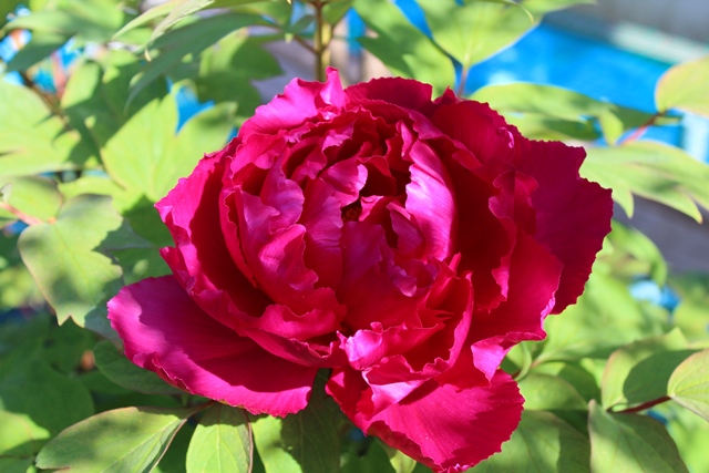 c0162817_1249420.jpg