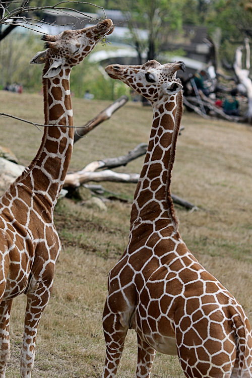 「アフリカのサバンナ」全面開園！（草食動物編）_f0224624_6133964.jpg