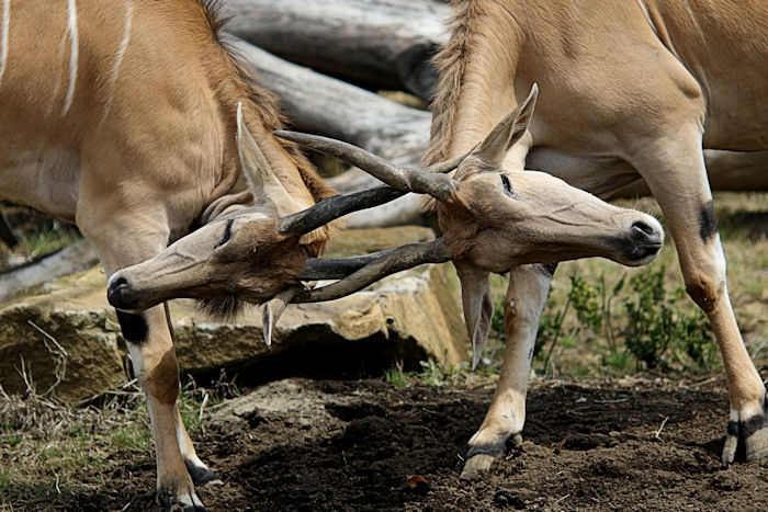 「アフリカのサバンナ」全面開園！（草食動物編）_f0224624_613646.jpg