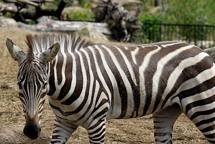 アフリカのサバンナ 全面開園 草食動物編 動物園放浪記