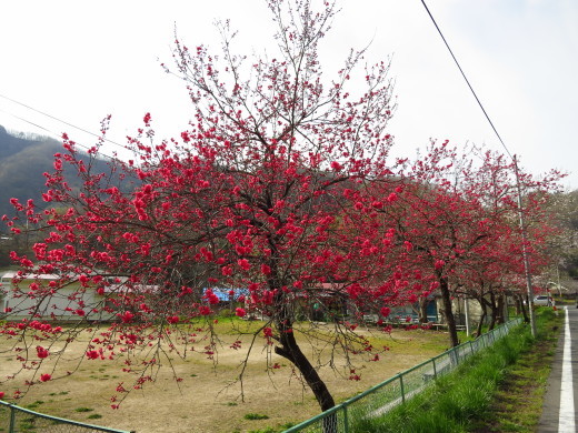 お仕事前に、ちょいとお花見。_b0206037_13153429.jpg