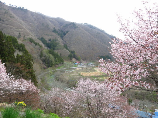 お仕事前に、ちょいとお花見。_b0206037_13162734.jpg