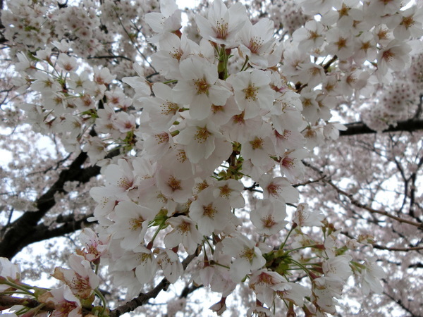 新井田川の桜_b0324239_15262986.jpg