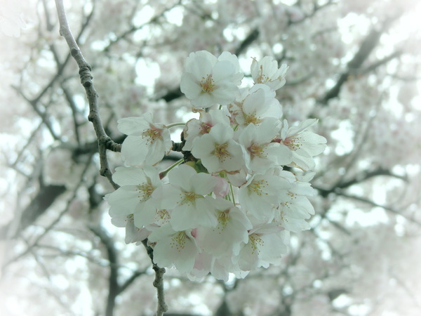 新井田川の桜_b0324239_15263481.jpg