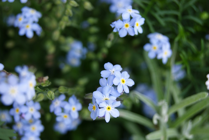 ブルーの花に癒されて_c0298740_035731.jpg