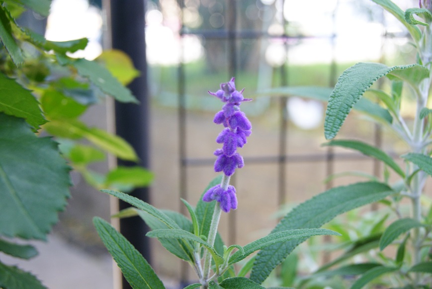 ブルーの花に癒されて_c0298740_04309.jpg