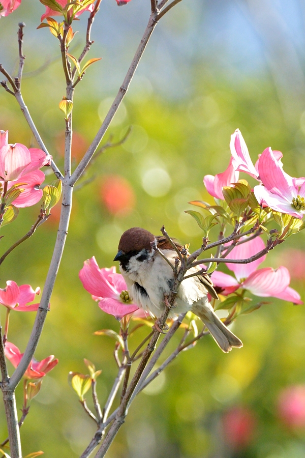 ハーバー雀と花水木（通勤撮影）_d0148541_2044296.jpg