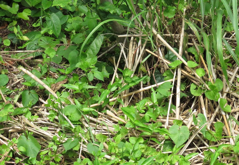 b0288942_120246.jpg
