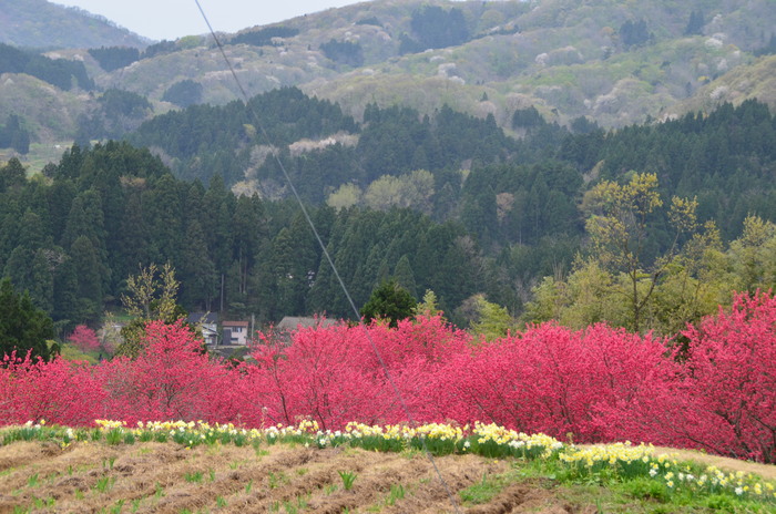 花桃満開_c0202242_8581158.jpg