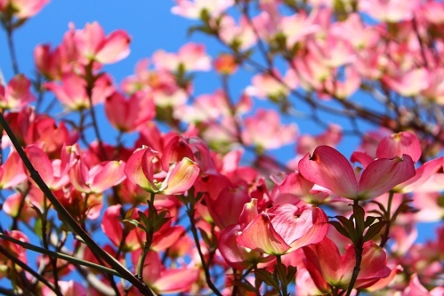 ハナミズキの花が咲く頃♪_a0243143_19280007.jpg