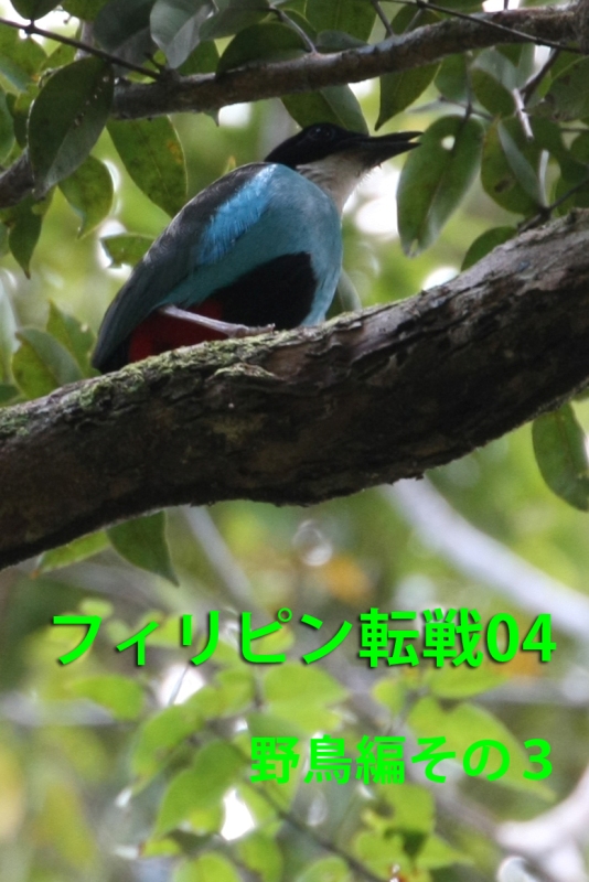 フィリピン転戦04野鳥編3_b0144049_17312946.jpg