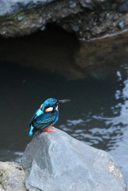 フィリピン転戦04野鳥編3_b0144049_17562533.jpg