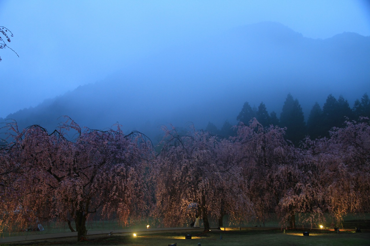 桜のライトアップ　３_c0155950_0374773.jpg