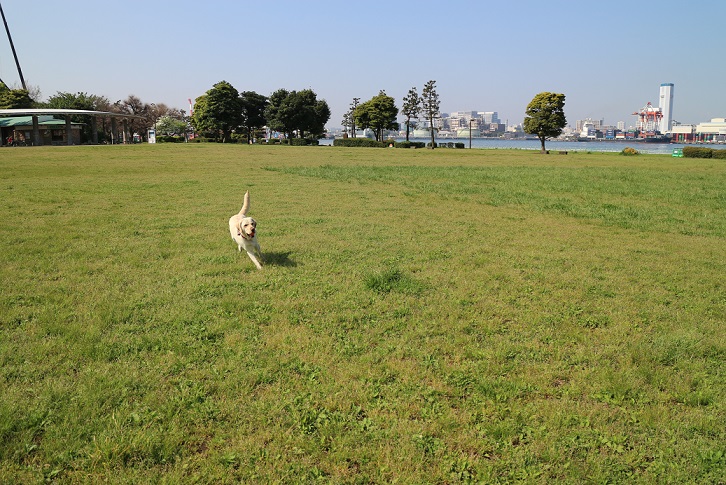 お台場はツツジが満開ーー_f0266350_125859100.jpg