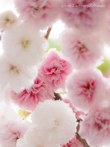 花のある風景　満開八重桜_b0133053_0221014.jpg