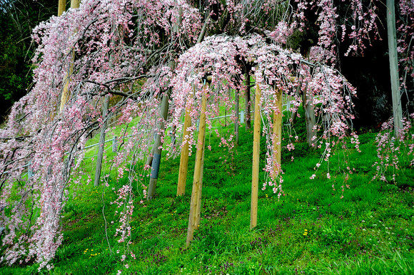 三春の滝桜_b0283455_19555195.jpg