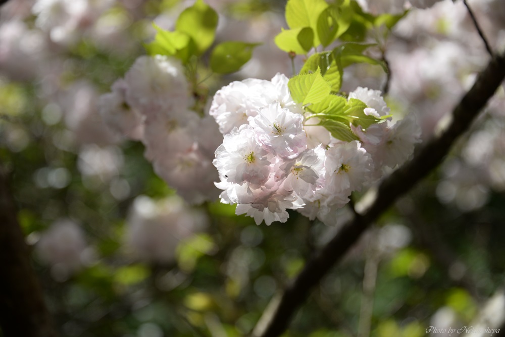 八重桜_c0122455_6313312.jpg