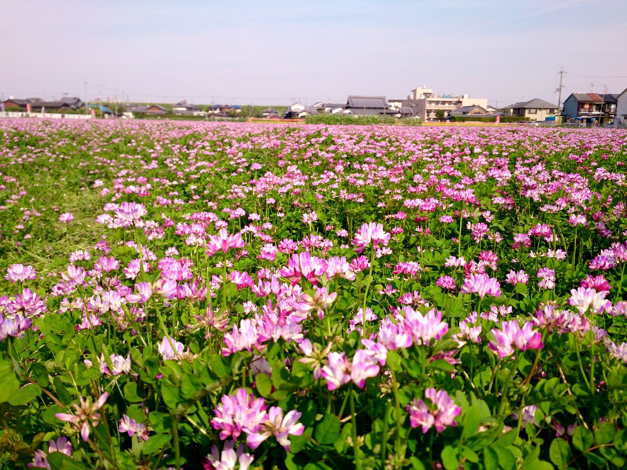 高槻市三島江レンゲの里_d0180057_1934187.jpg