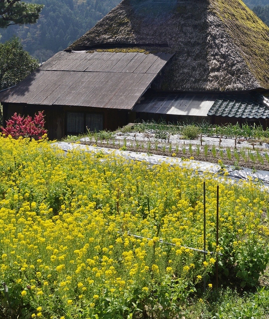 里山の春 美山かやぶきの里・北村_b0063958_011669.jpg