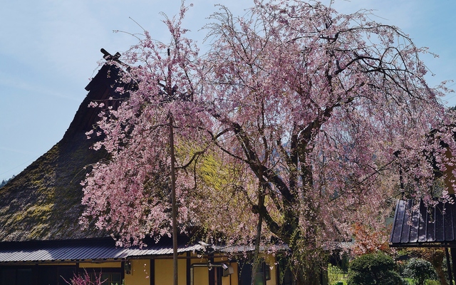 里山の春 美山かやぶきの里・北村_b0063958_032972.jpg