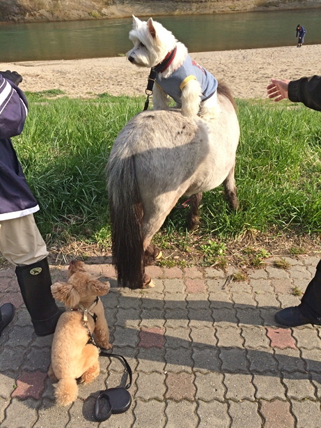 初乗馬そして初落馬_c0260460_05290395.jpg