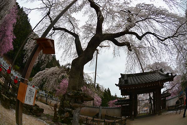 秩父市指定天然記念物「清雲寺境内しだれ桜　３本 」2015_c0043361_6294961.jpg