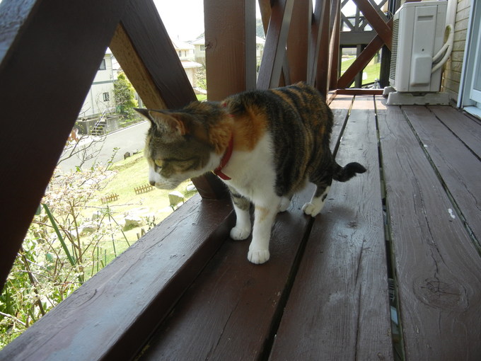 ’15,4,23(木)2日目は晴天の伊豆旅行!_f0060461_14405051.jpg