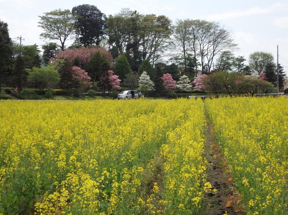 春の花は忙しい_a0073065_17325830.jpg