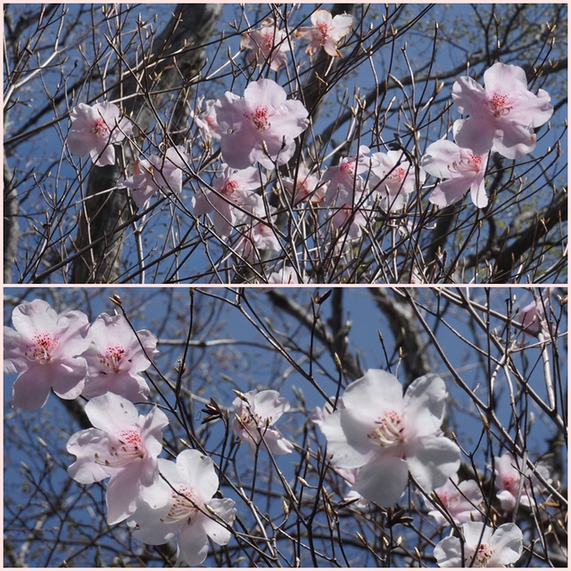 花行脚の二日間・・・1日目（赤川浦岳、祇園山）_f0016066_9442249.jpg