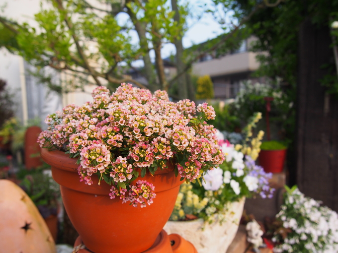 芝桜が見ごろです♪♪_b0194267_20254440.jpg