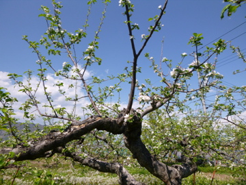 自然栽培りんごの花　満開_c0275667_14161050.jpg