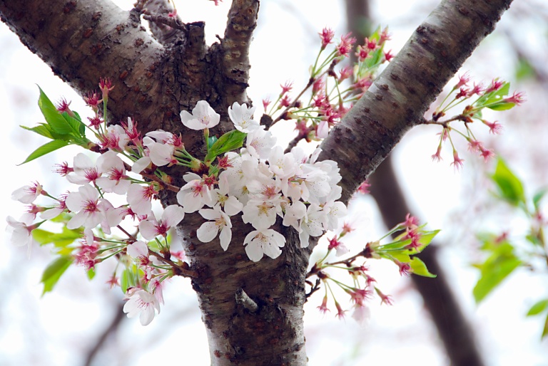 マス釣り場で残桜　20150412_a0050572_17231561.jpg