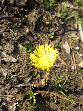 少しづつ増えてきた草花たち in 我が家の庭_d0251572_07554122.jpg