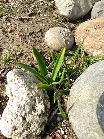 少しづつ増えてきた草花たち in 我が家の庭_d0251572_08432698.jpg