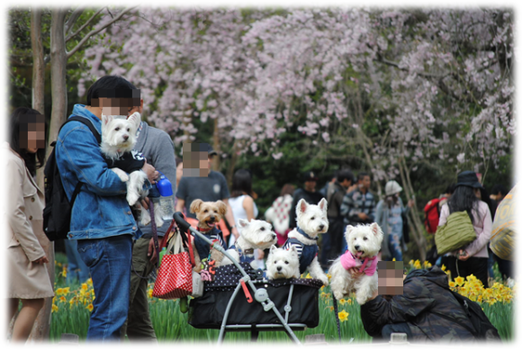 ♪ ダニエル 昭和記念公園 チューリップ見学は戦カメ付き～ヽ(*^^*)ノ ♪ 　_b0242873_23234144.png