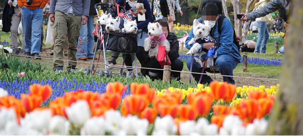 ♪ ダニエル 昭和記念公園 チューリップ見学は戦カメ付き～ヽ(*^^*)ノ ♪ 　_b0242873_23311230.png