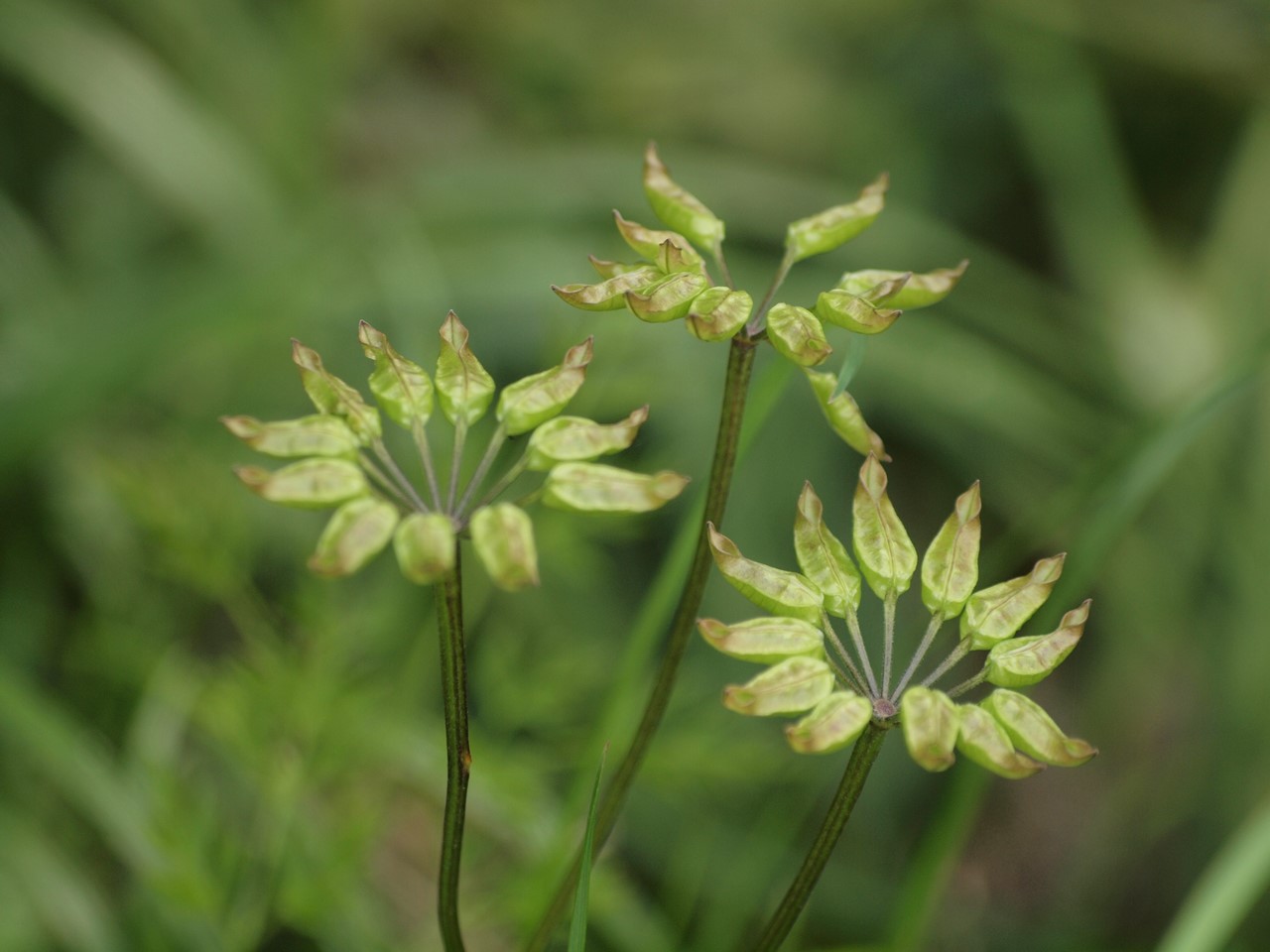 『芹葉黄連(セリバオウレン)の実といろいろな花たち～』_d0054276_20145019.jpg