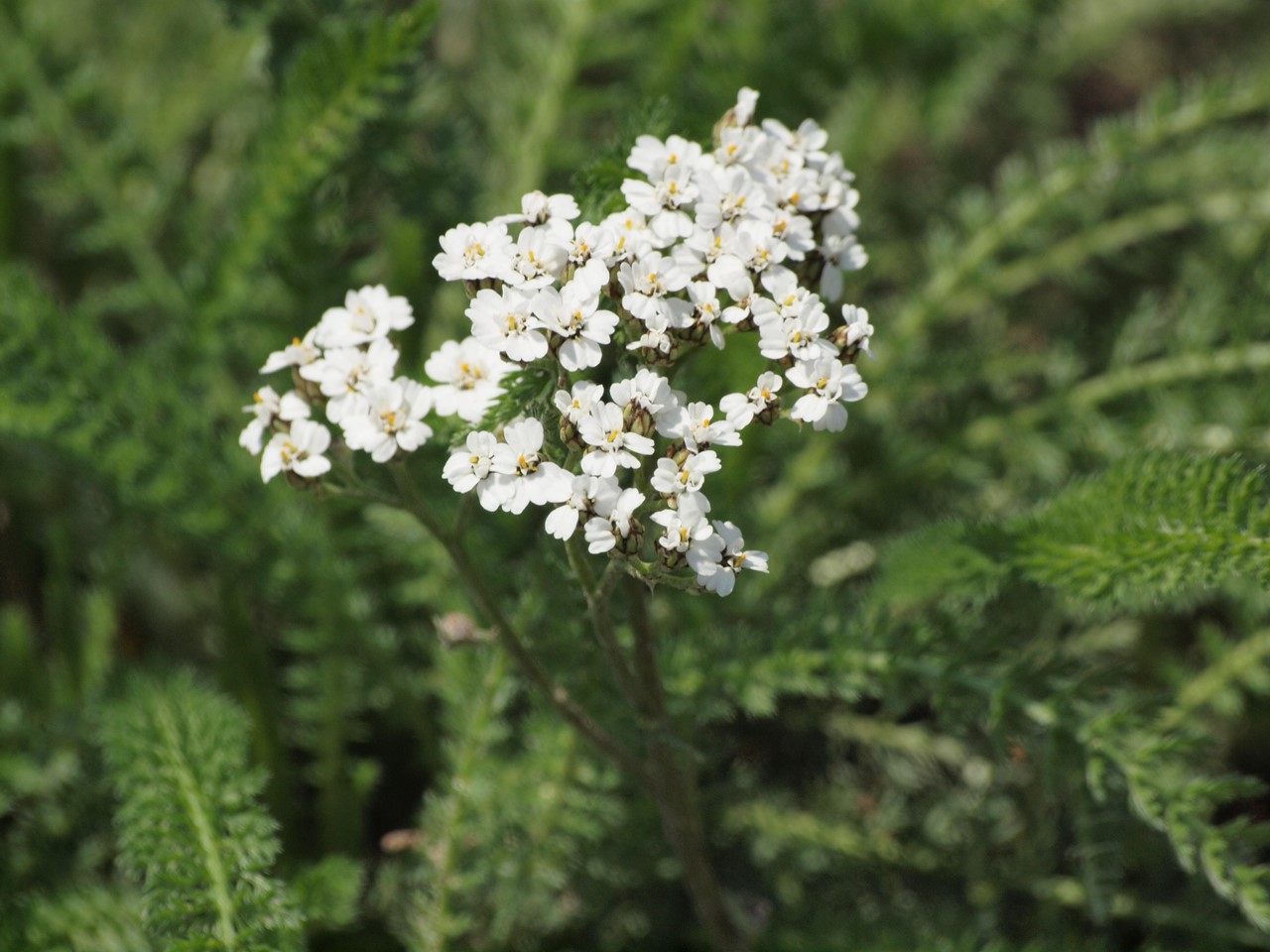 『芹葉黄連(セリバオウレン)の実といろいろな花たち～』_d0054276_20182520.jpg