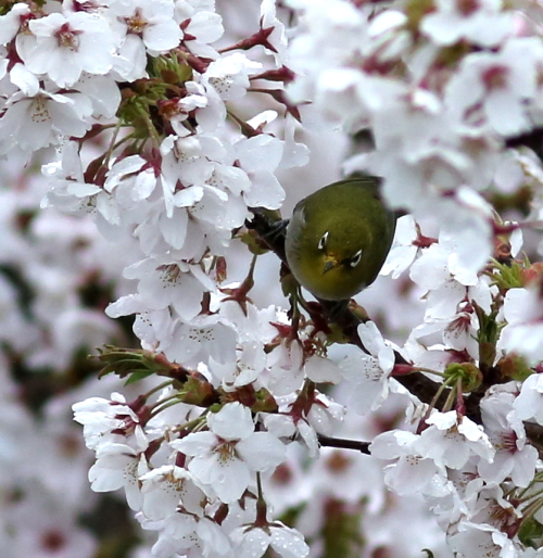 桜の花と野鳥たち_d0262476_5125463.jpg