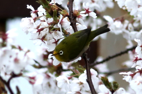 桜の花と野鳥たち_d0262476_5131246.jpg