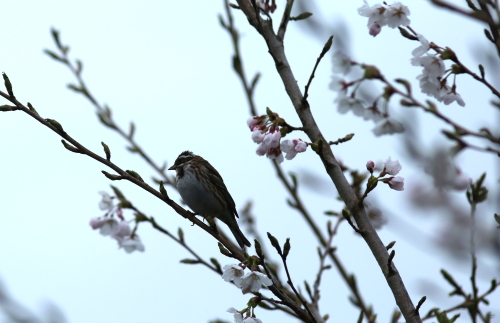 桜の花と野鳥たち_d0262476_5135347.jpg