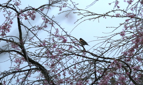 桜の花と野鳥たち_d0262476_5135998.jpg