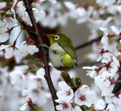 桜の花と野鳥たち_d0262476_51361.jpg