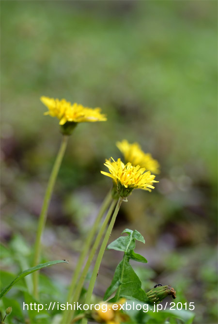 四月の半田山植物園-5_a0223379_23152874.jpg