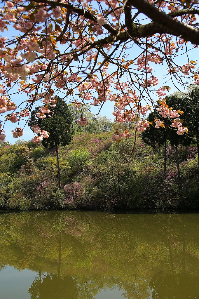 綾部楞厳寺　ミツバツツジと新緑_a0170082_20202876.jpg