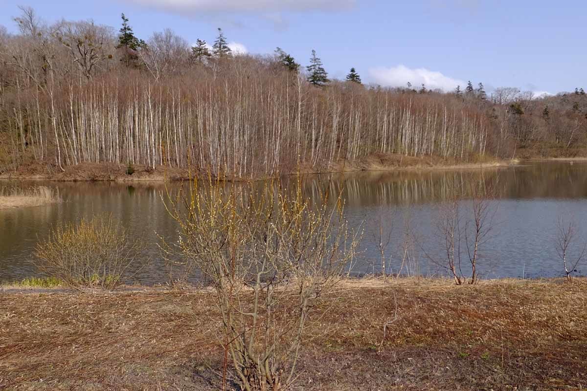野幌森林公園 瑞穂の池 風のたより 野幌森林公園 瑞穂の池 風のたより