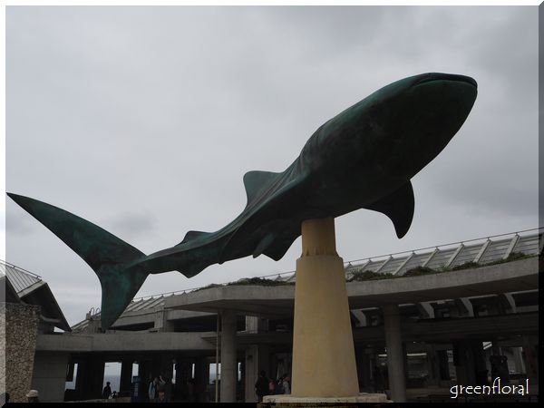 よんな～沖縄Ⅱ 2日目・美ら海水族館_b0040888_20255834.jpg