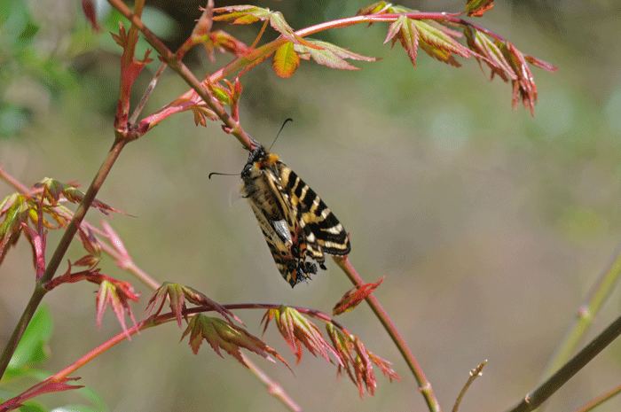 春の女神 岐阜蝶 風のむろさん 自然の詩